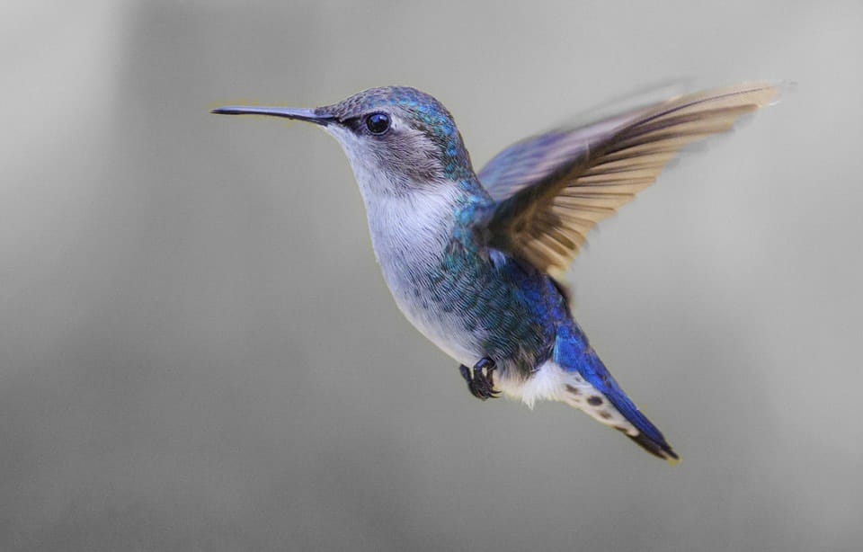 Sara Events hummingbird brand mark